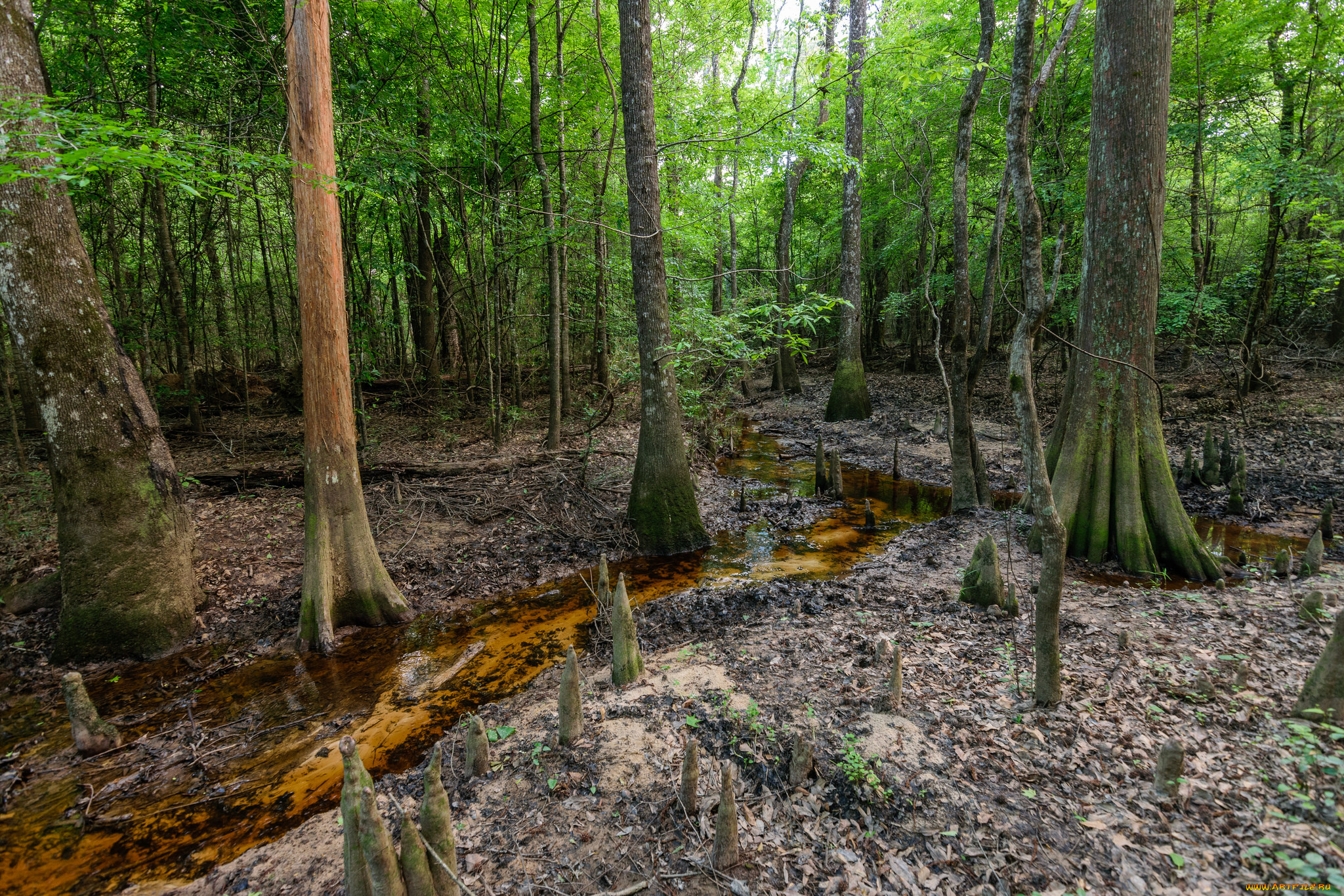 природа, лес, простор