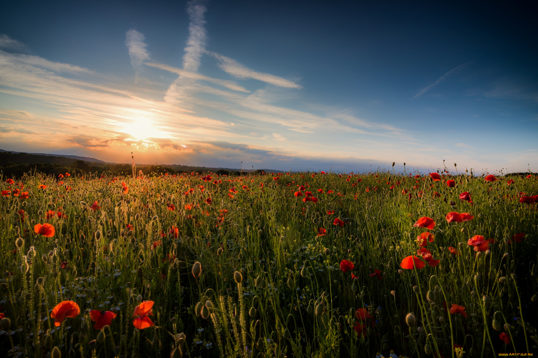 природа, луга, простор