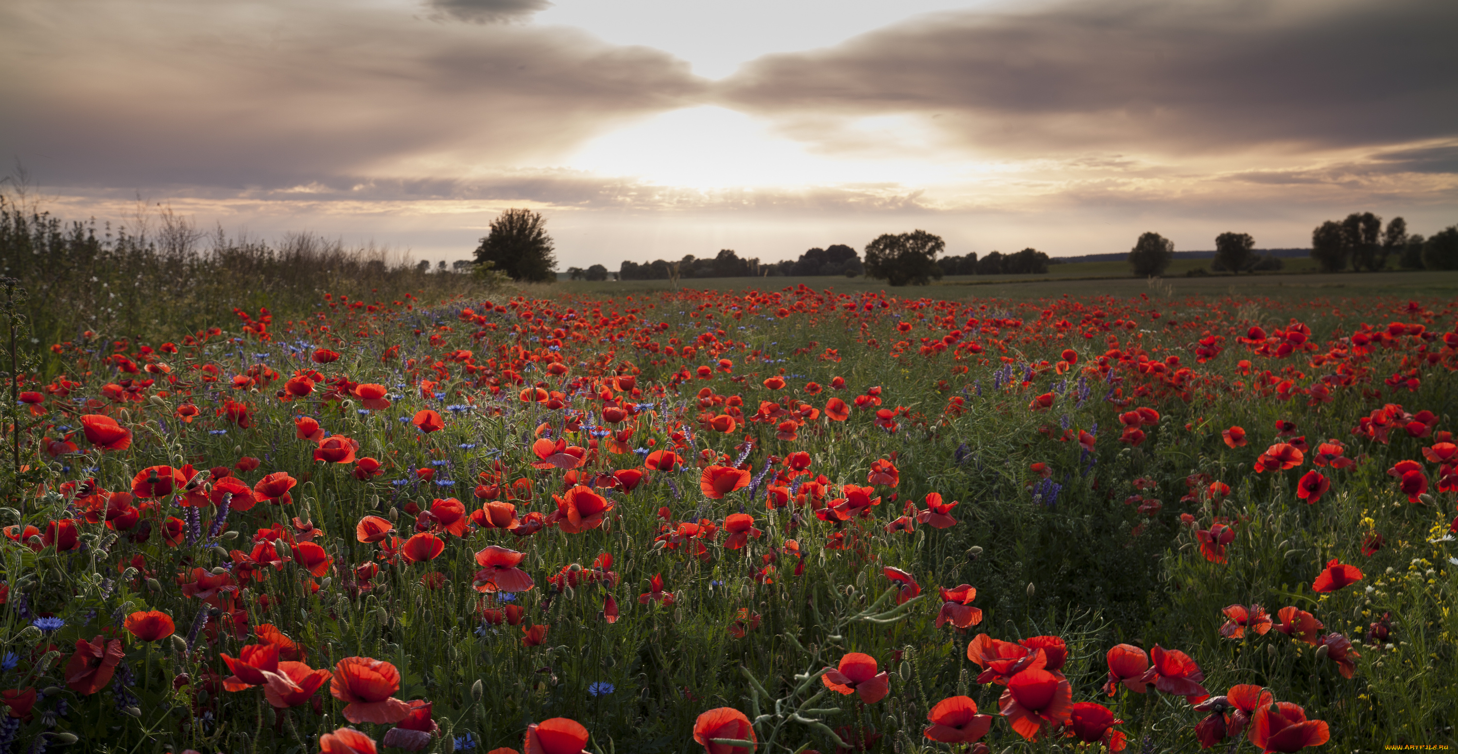 природа, луга, простор