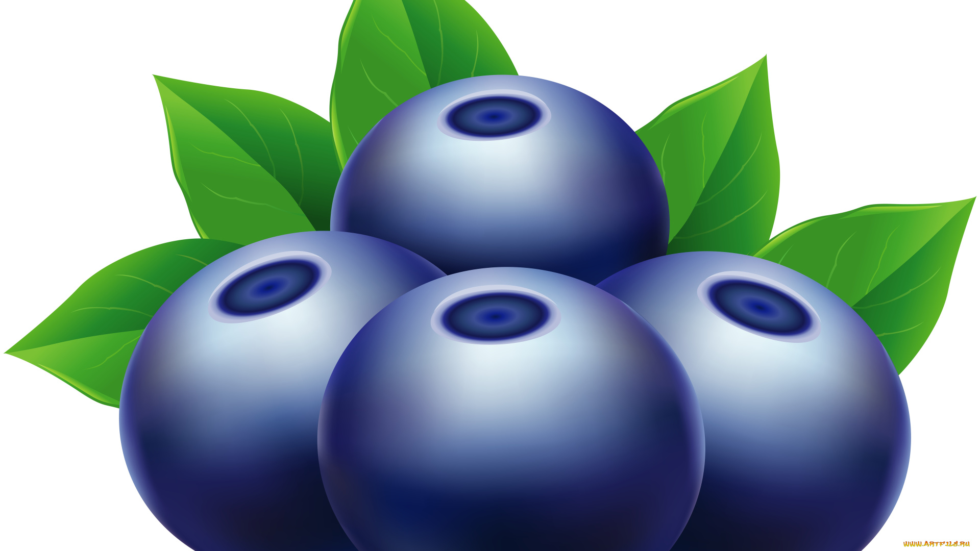 векторная, графика, еда, , food, ягоды, листья