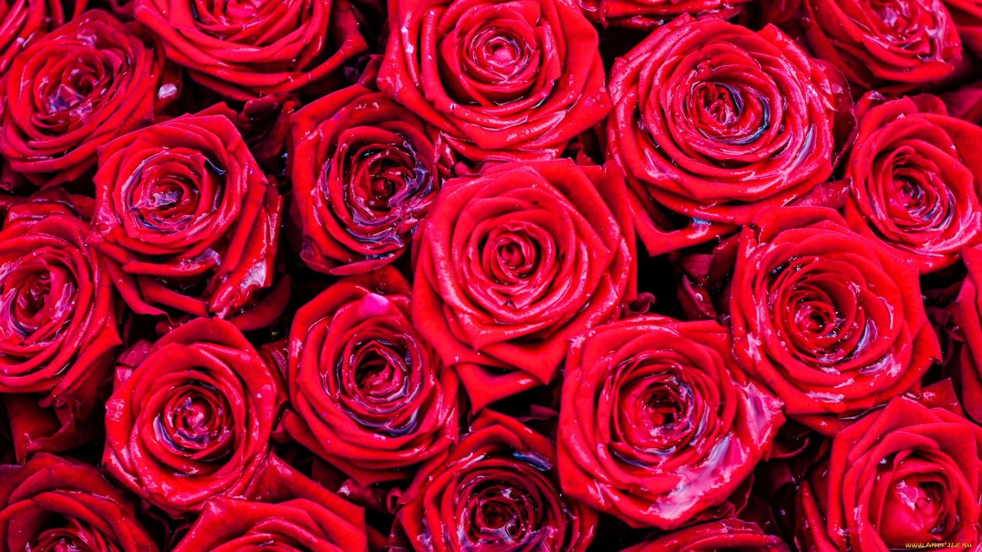 цветы, розы, бутоны