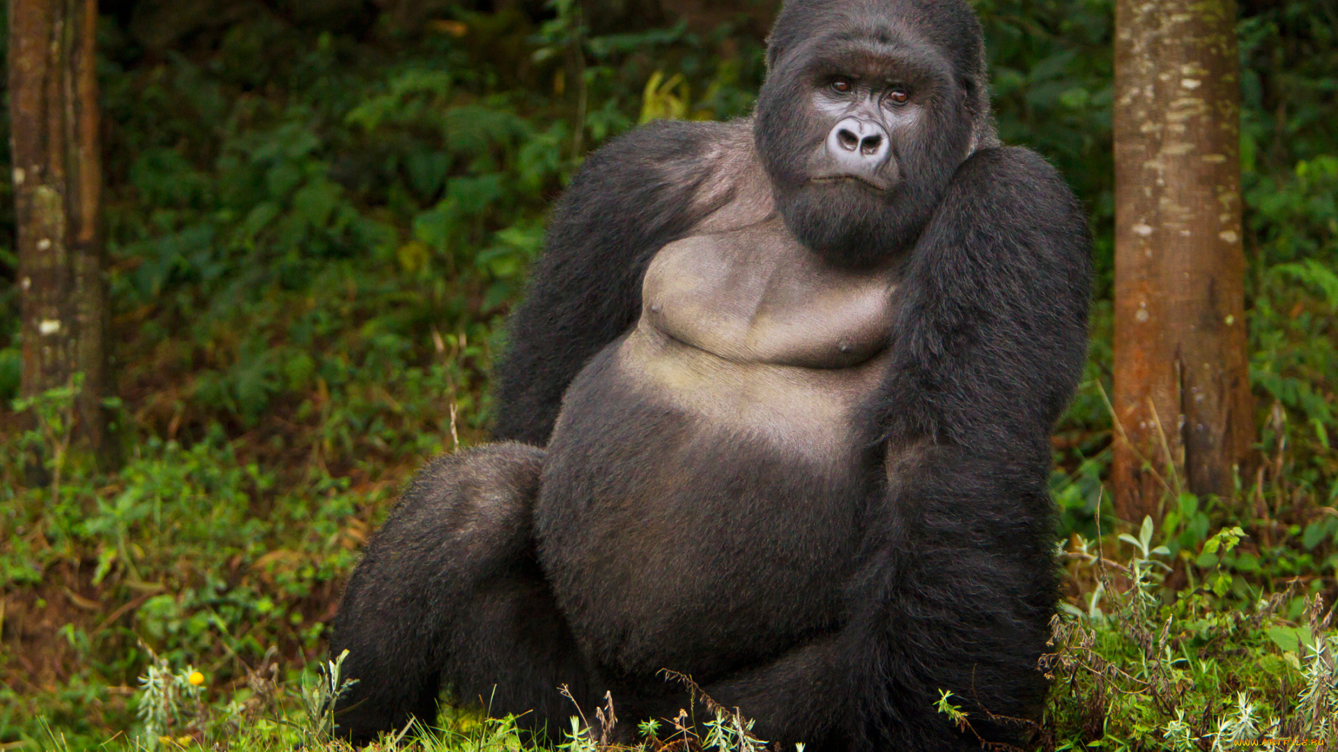 горилла, животные, обезьяны, обезьяна, чёрный, примат, поза, взгляд, шерсть