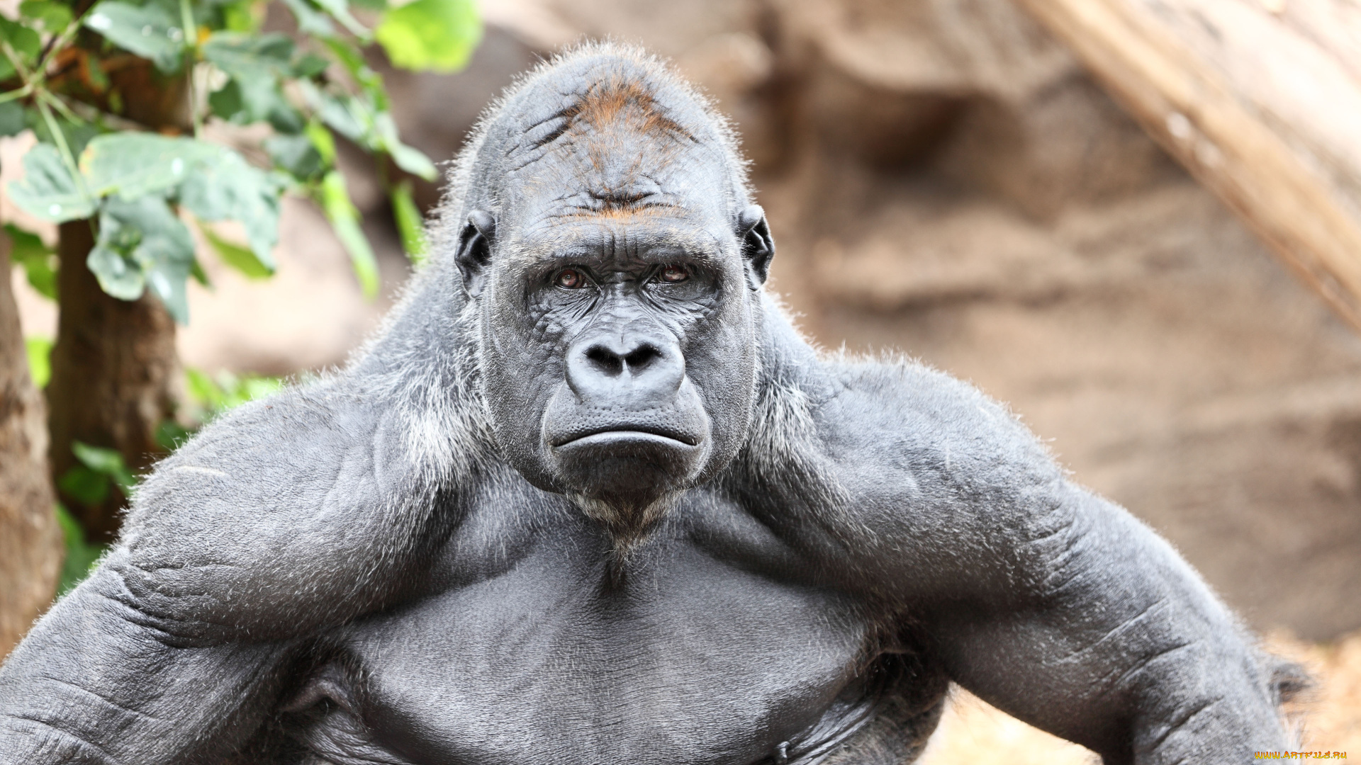 горилла, животные, обезьяны, обезьяна, чёрный, примат, поза, взгляд, шерсть