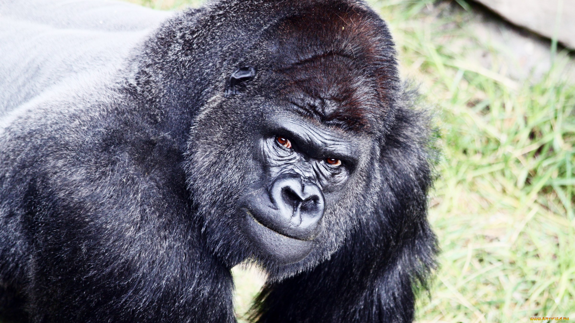 горилла, животные, обезьяны, обезьяна, чёрный, примат, поза, взгляд, шерсть