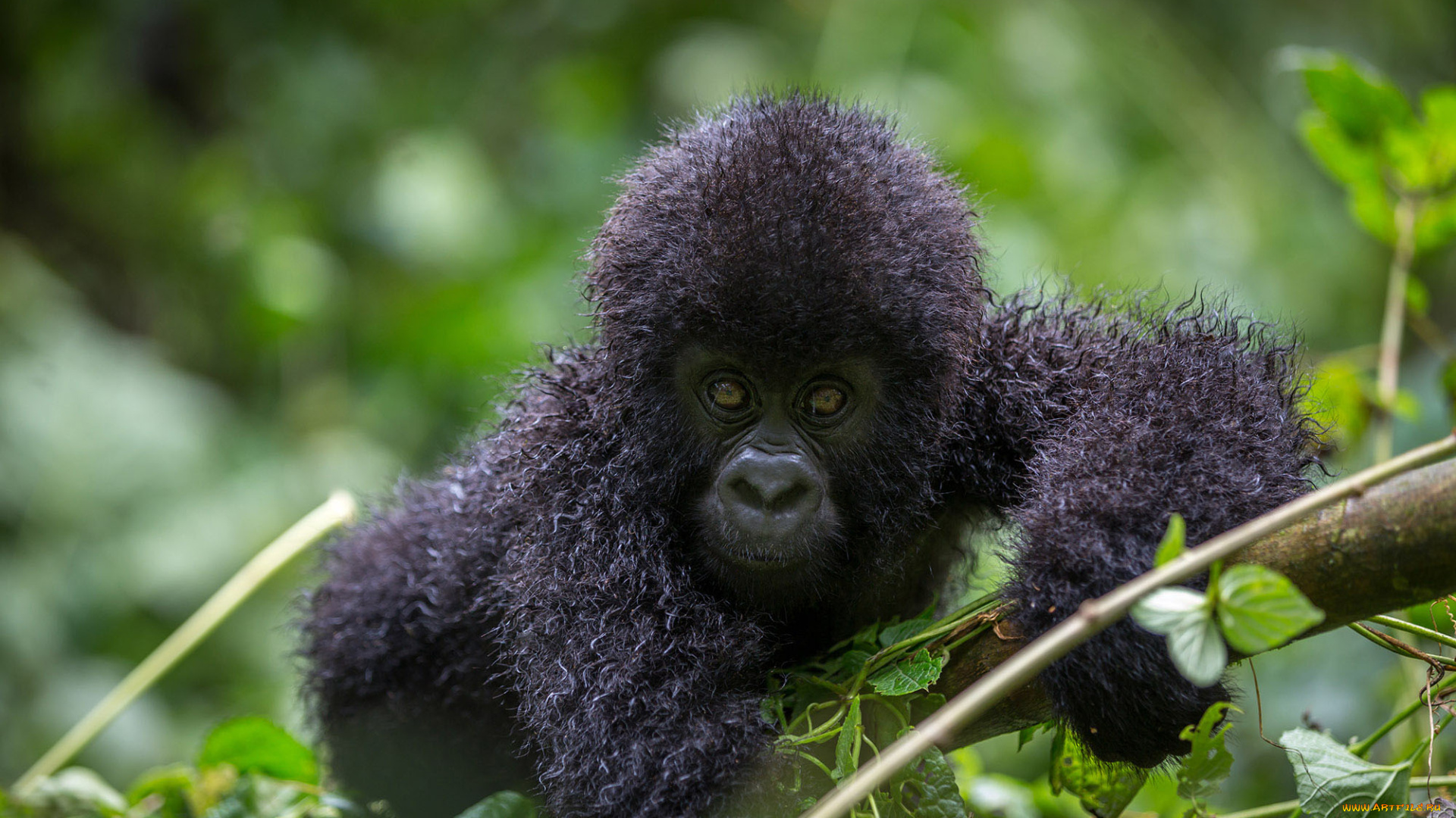 gorilla, животные, обезьяны, обезьяна, горилла, малыш, детёныш, шерсть, взгляд, поза, примат, чёрный