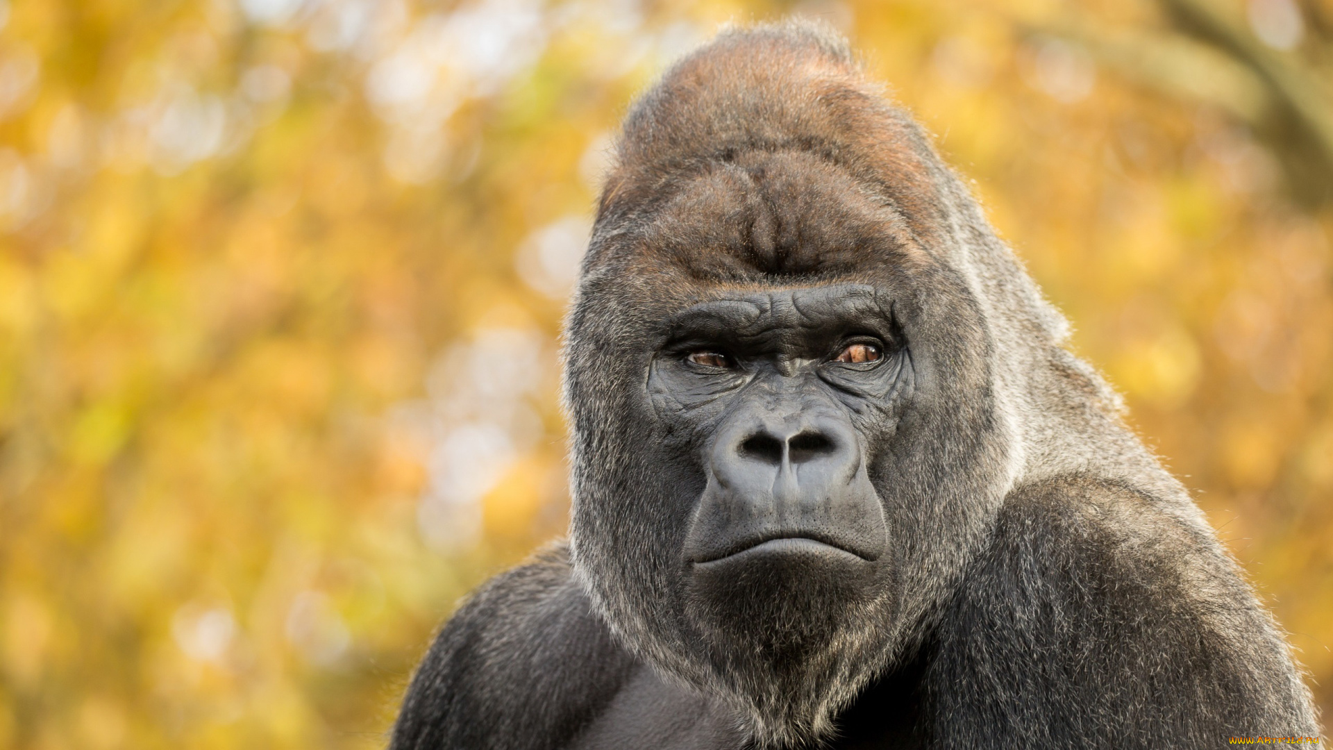 gorilla, животные, обезьяны, шерсть, взгляд, поза, примат, чёрный, обезьяна, горилла