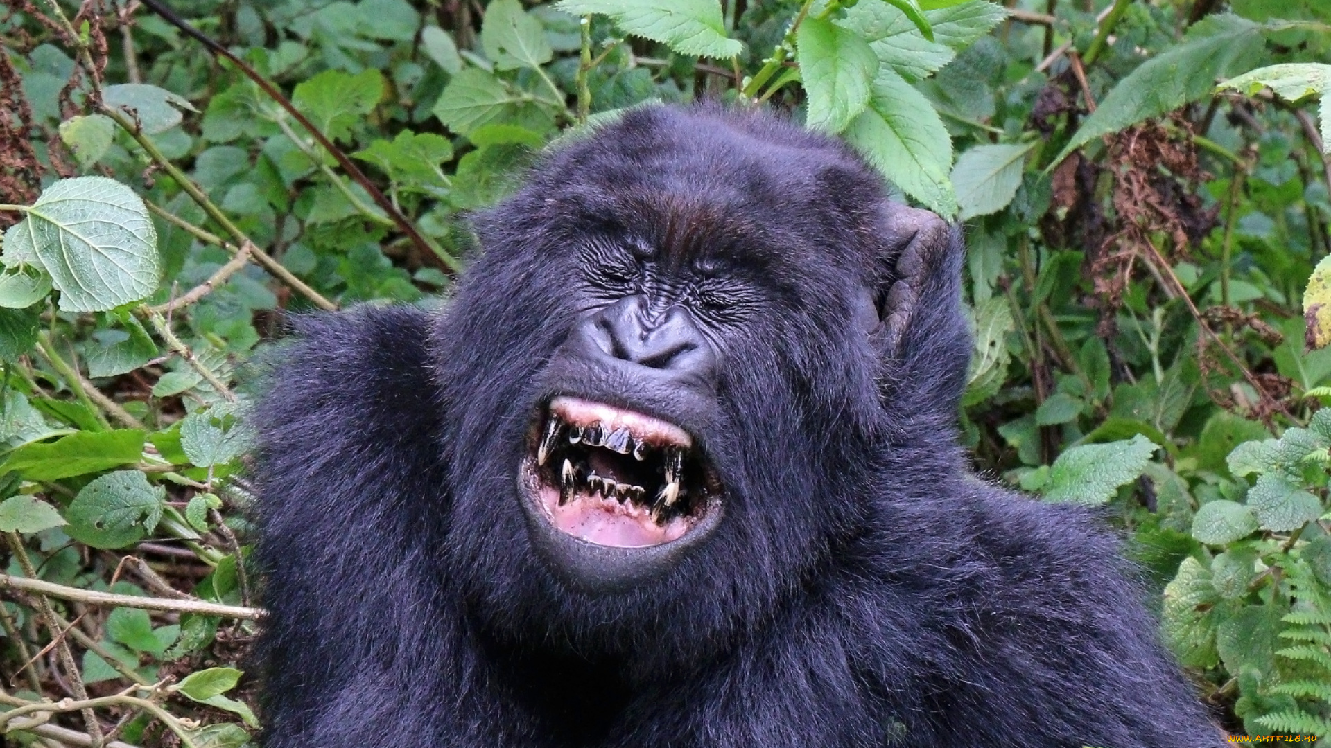 gorilla, животные, обезьяны, шерсть, взгляд, поза, примат, чёрный, обезьяна, горилла