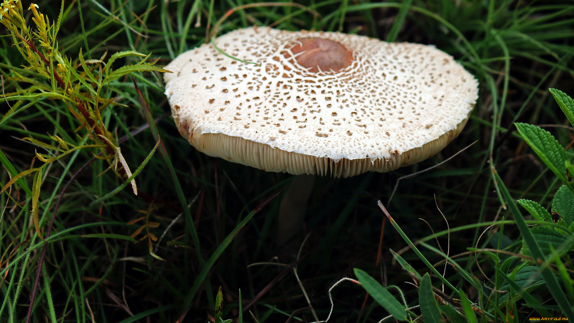 природа, грибы, шляпка, гриб, трава