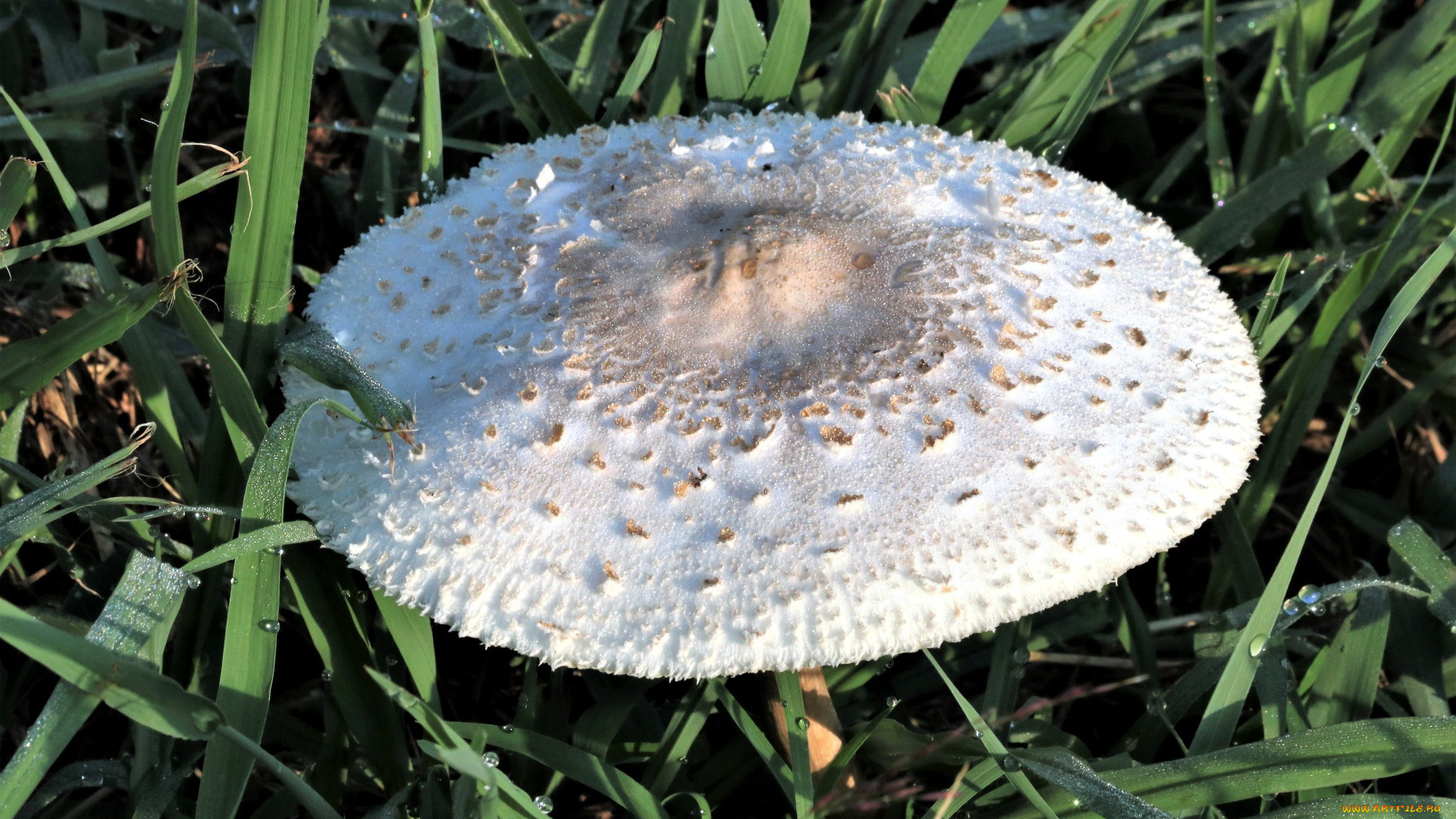 природа, грибы, шляпка, гриб, трава