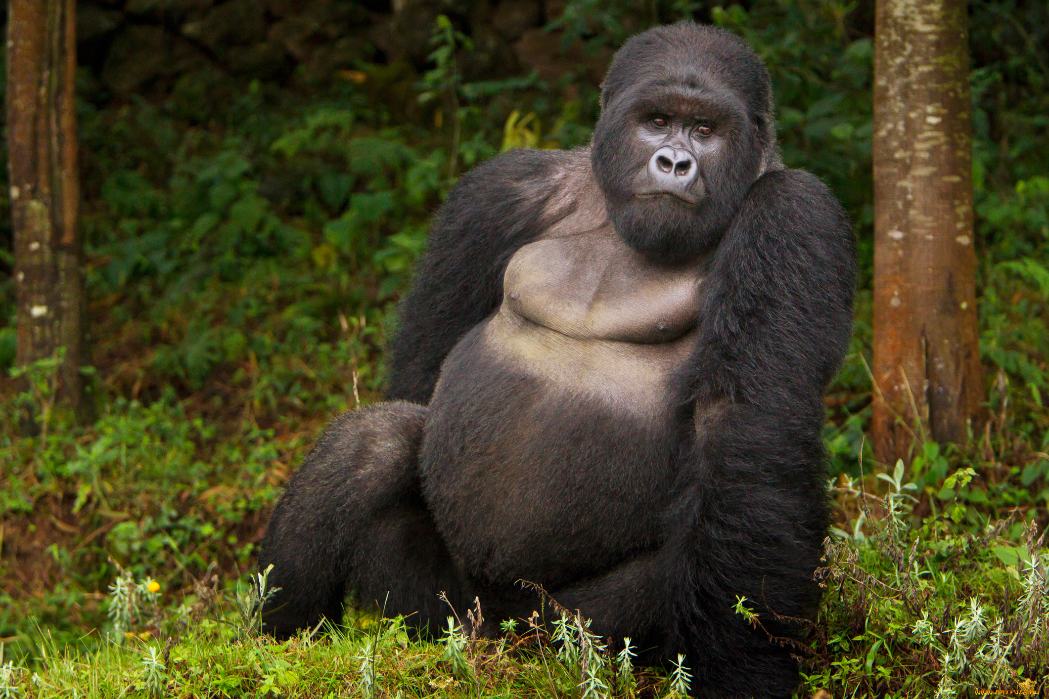 горилла, животные, обезьяны, обезьяна, чёрный, примат, поза, взгляд, шерсть