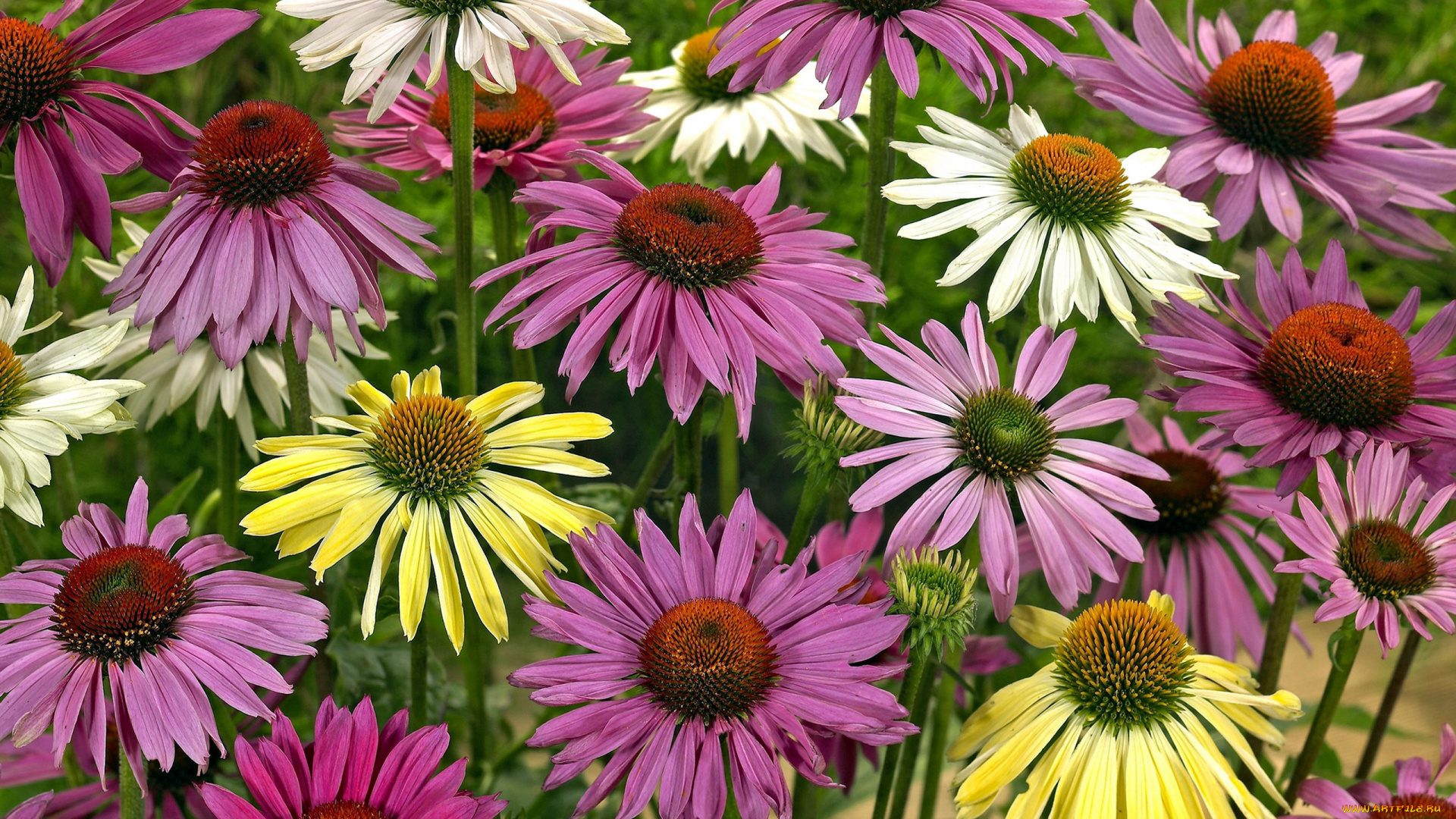 цветы, эхинацея, разноцветная