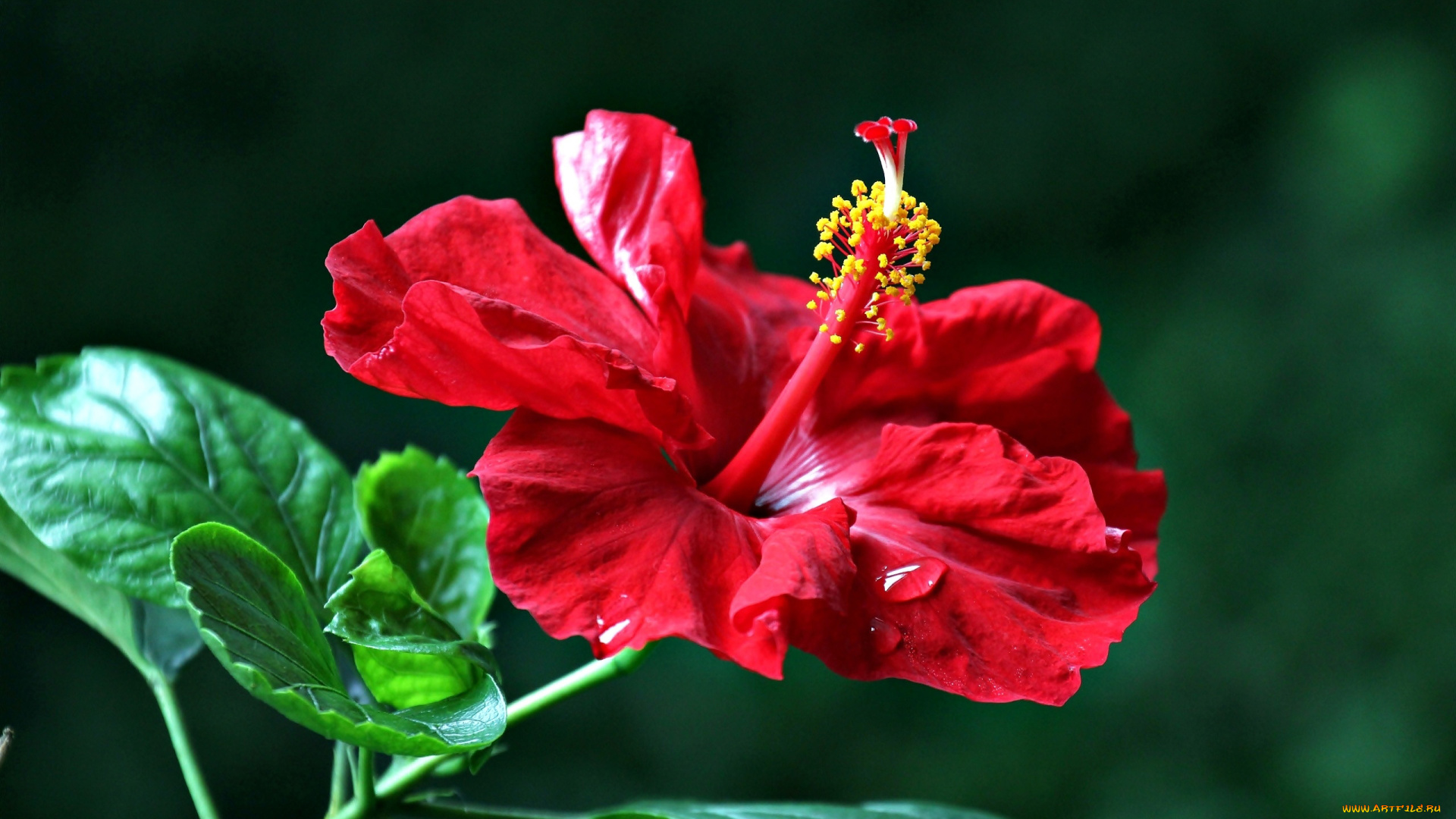 цветы, гибискусы, алый, гибискус, макро