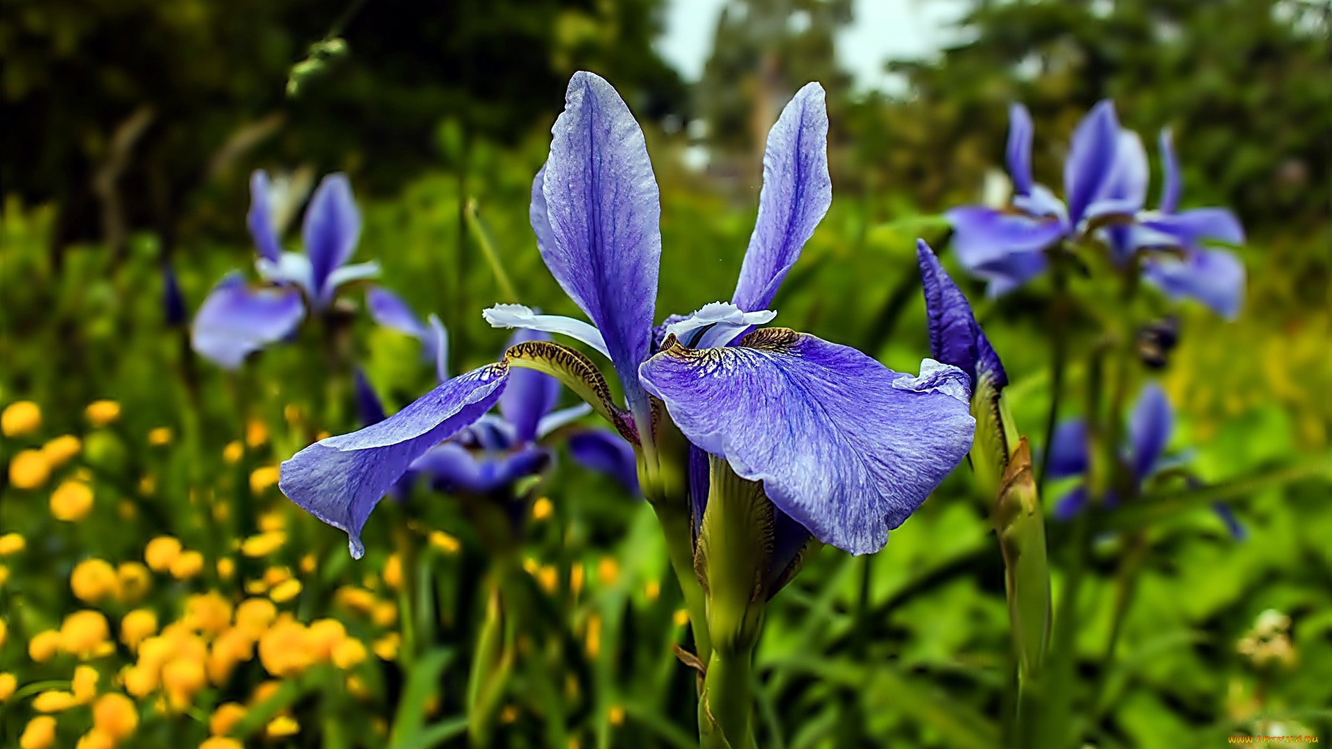 цветы, ирисы, луг, синие