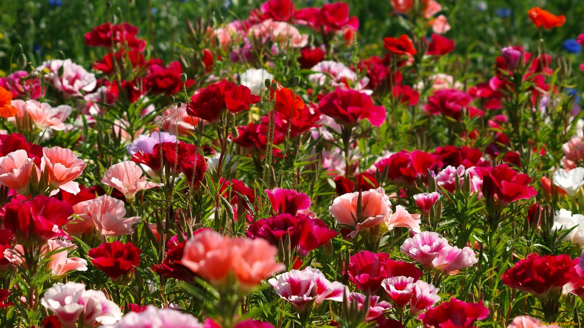 цветы, маки, лужайка, разноцветные