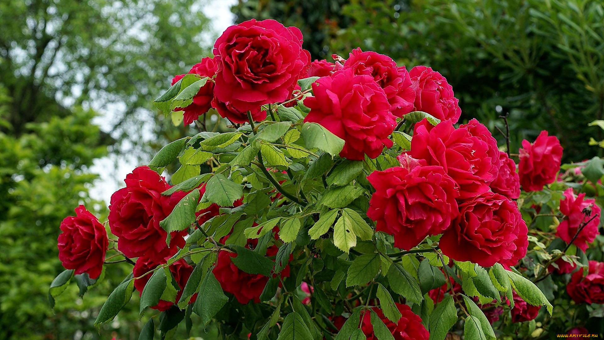 цветы, розы, куст, розовые