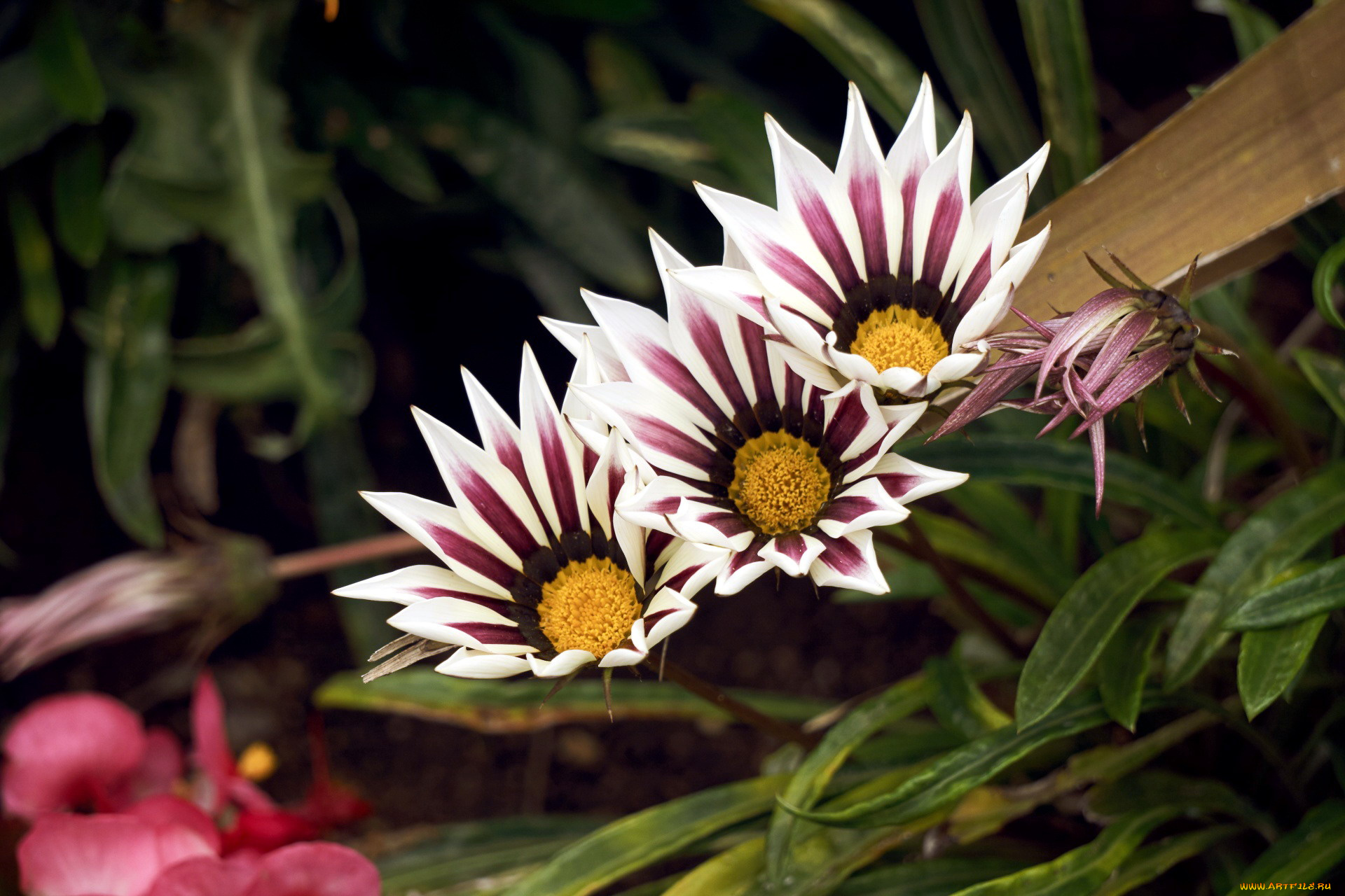 цветы, газания, трио