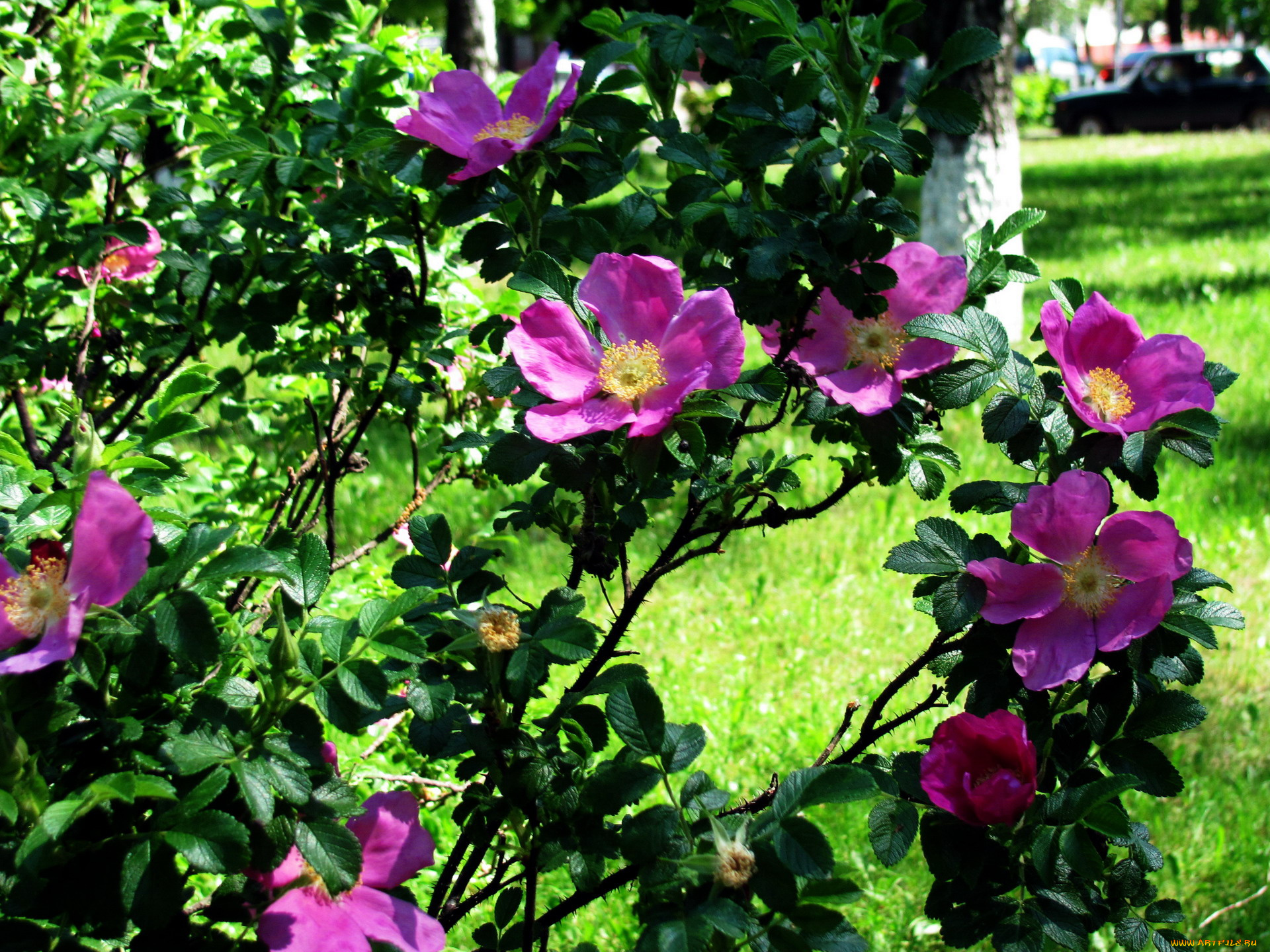 цветы, шиповник, весна, куст