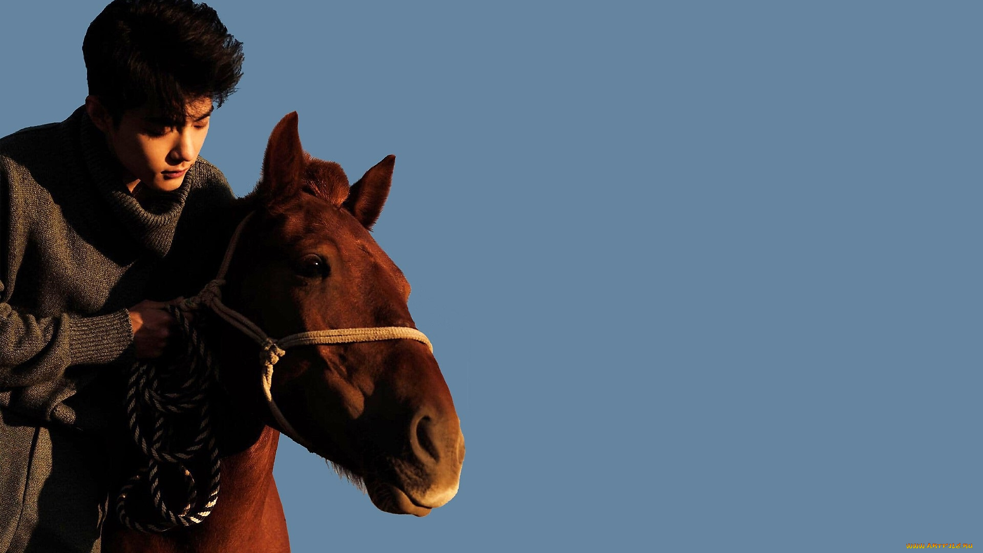мужчины, xiao, zhan, актер, свитер, лошадь