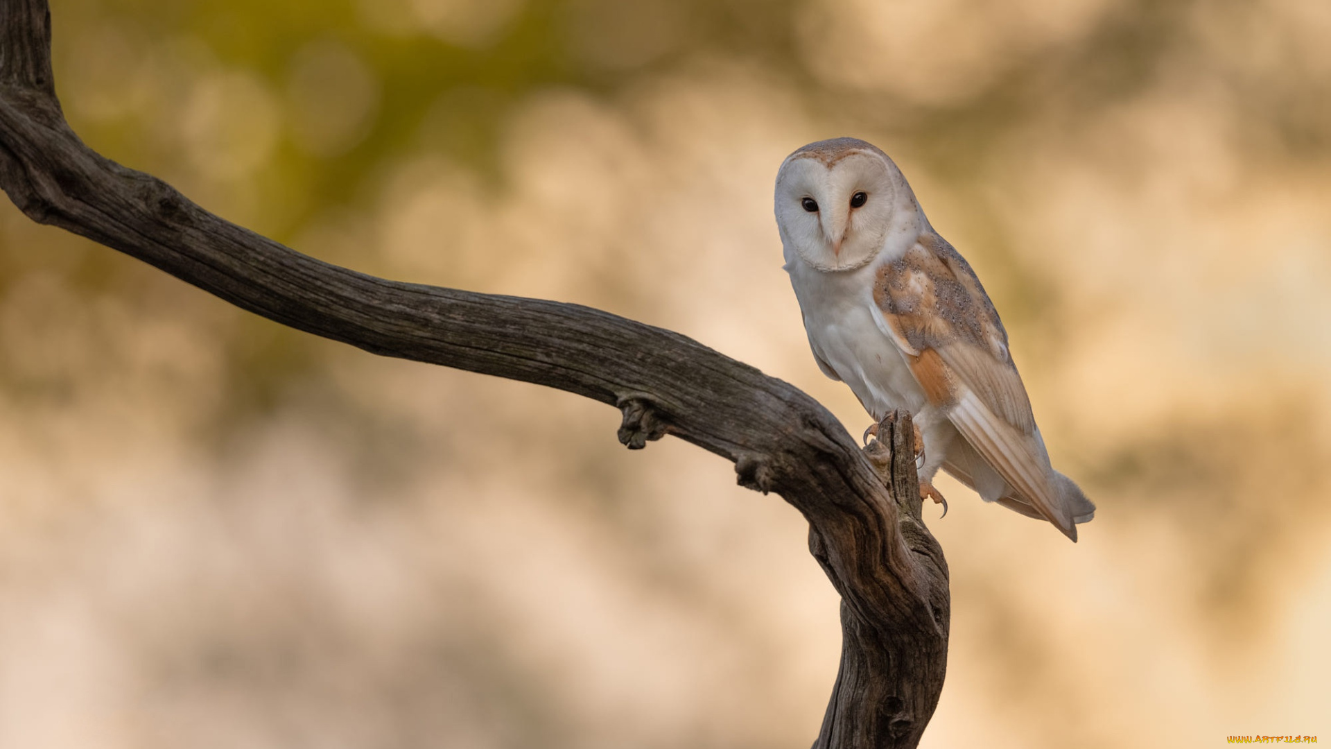 животные, совы, взгляд, фон, сова, птица, ветка, белая, боке, сипуха