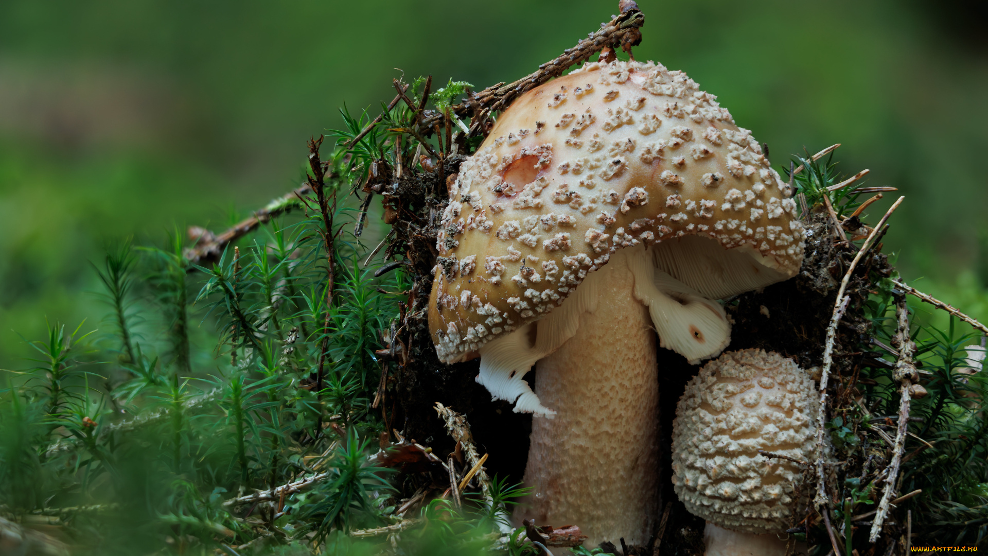 природа, грибы, , мухомор