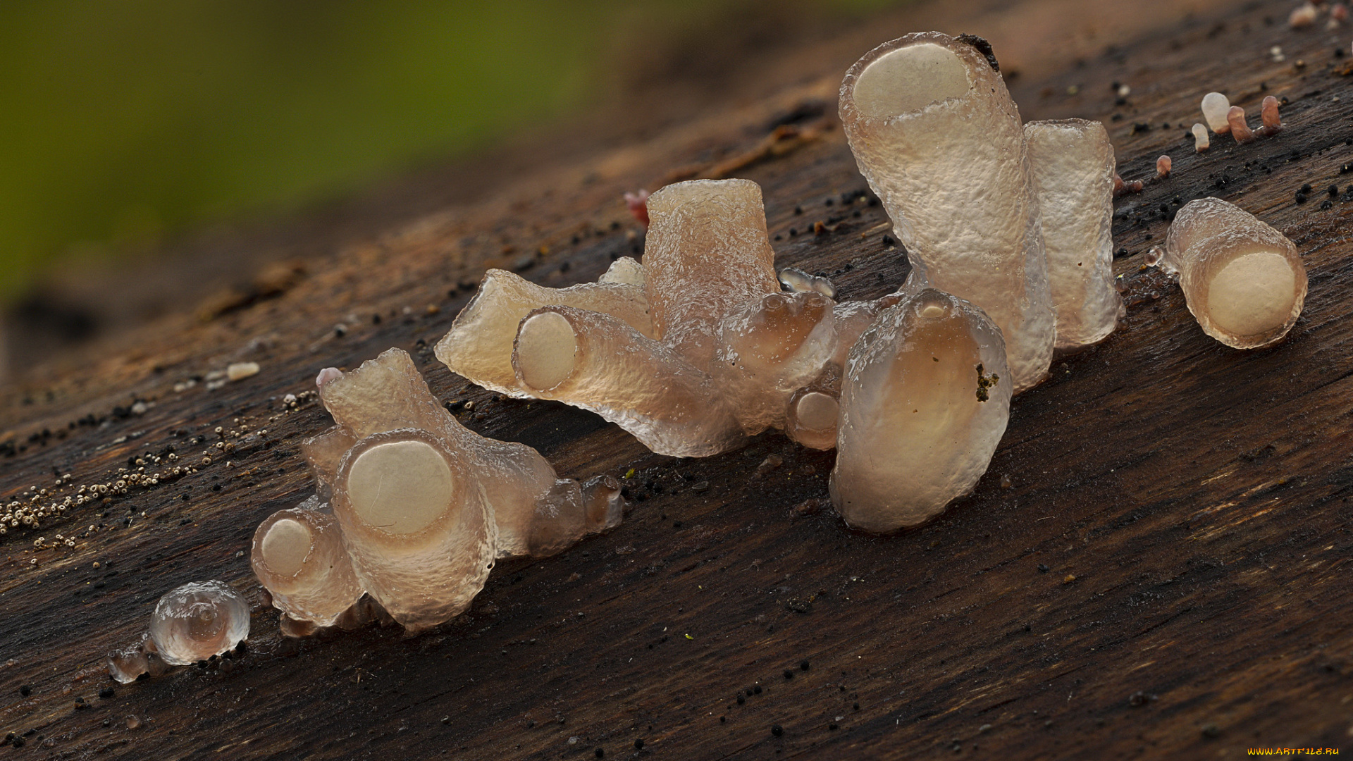 природа, грибы