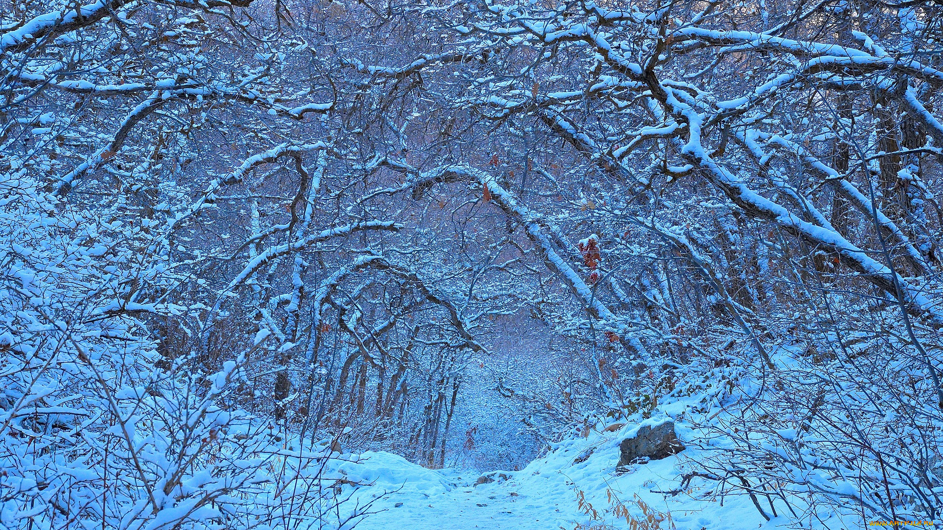 природа, зима, снег