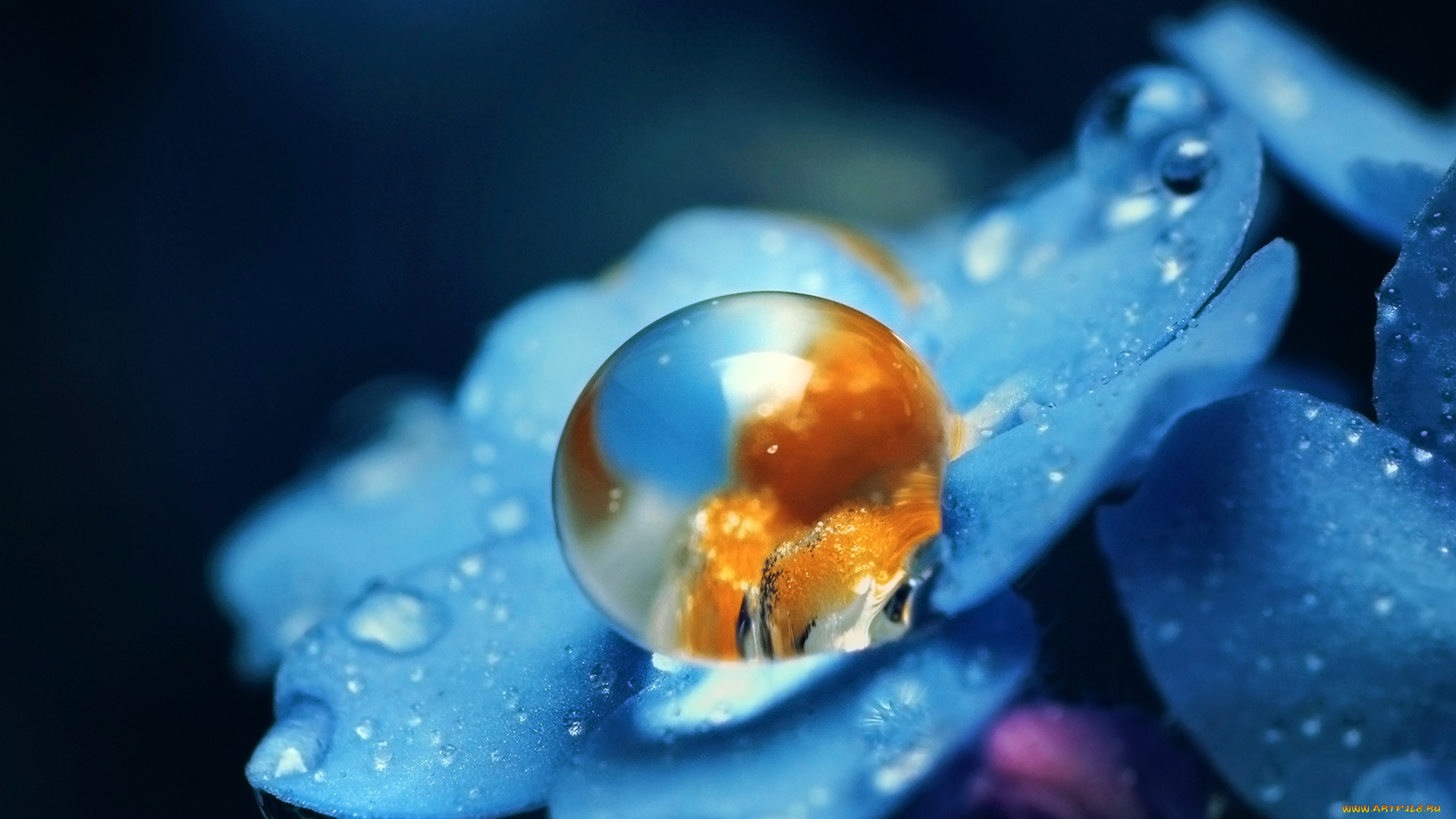 цветы, незабудки, цветок