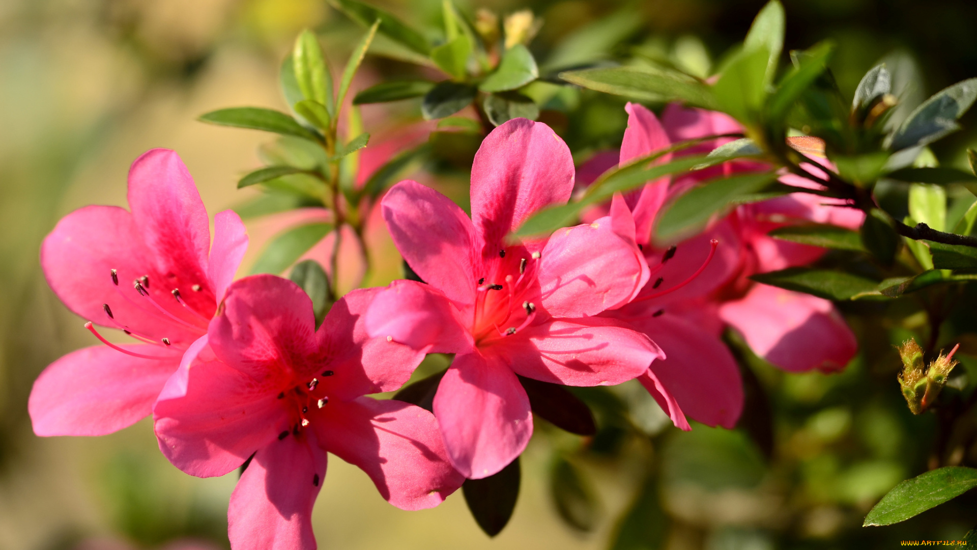 цветы, рододендроны, , азалии