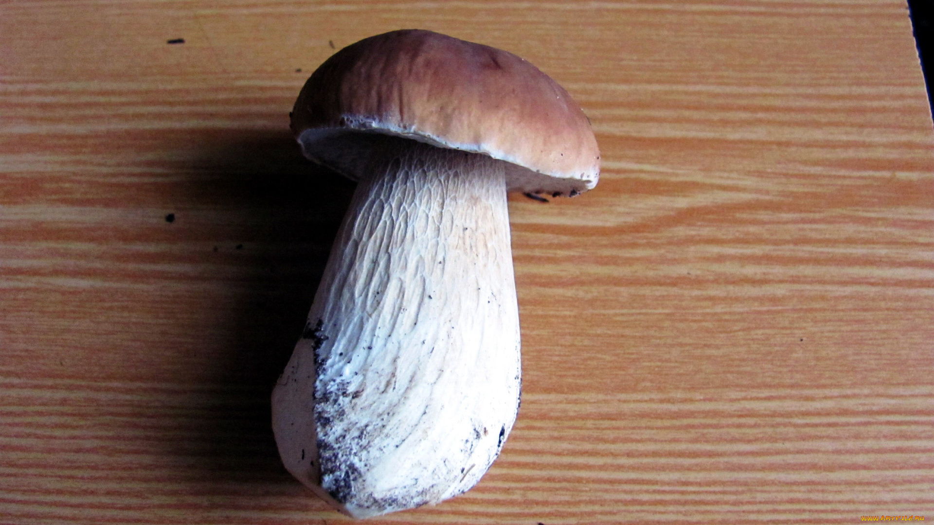 еда, грибы, , грибные, блюда, боровик