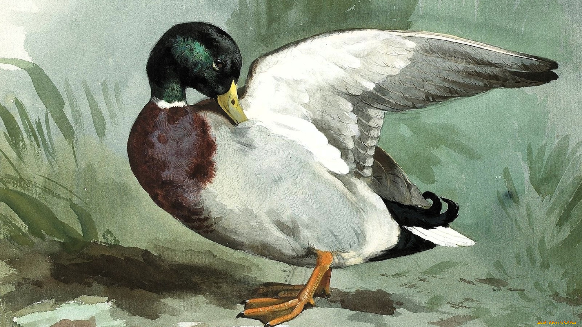 рисованное, archibald, thorburn, утка, селезень, крыло