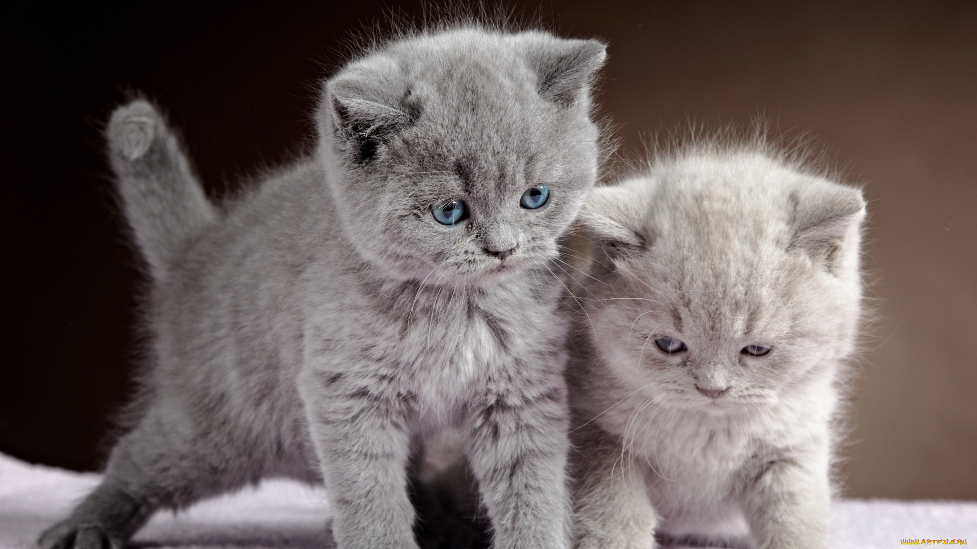 животные, коты, кот, кошка