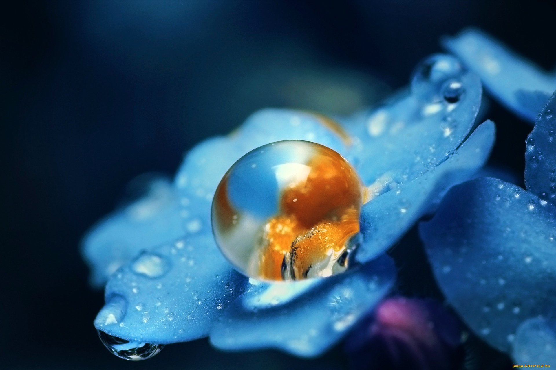 цветы, незабудки, цветок