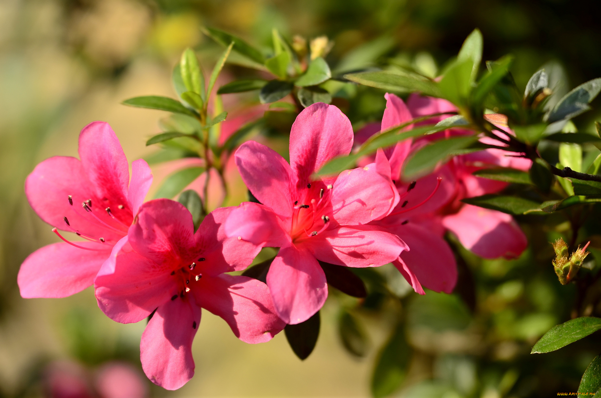 цветы, рододендроны, , азалии