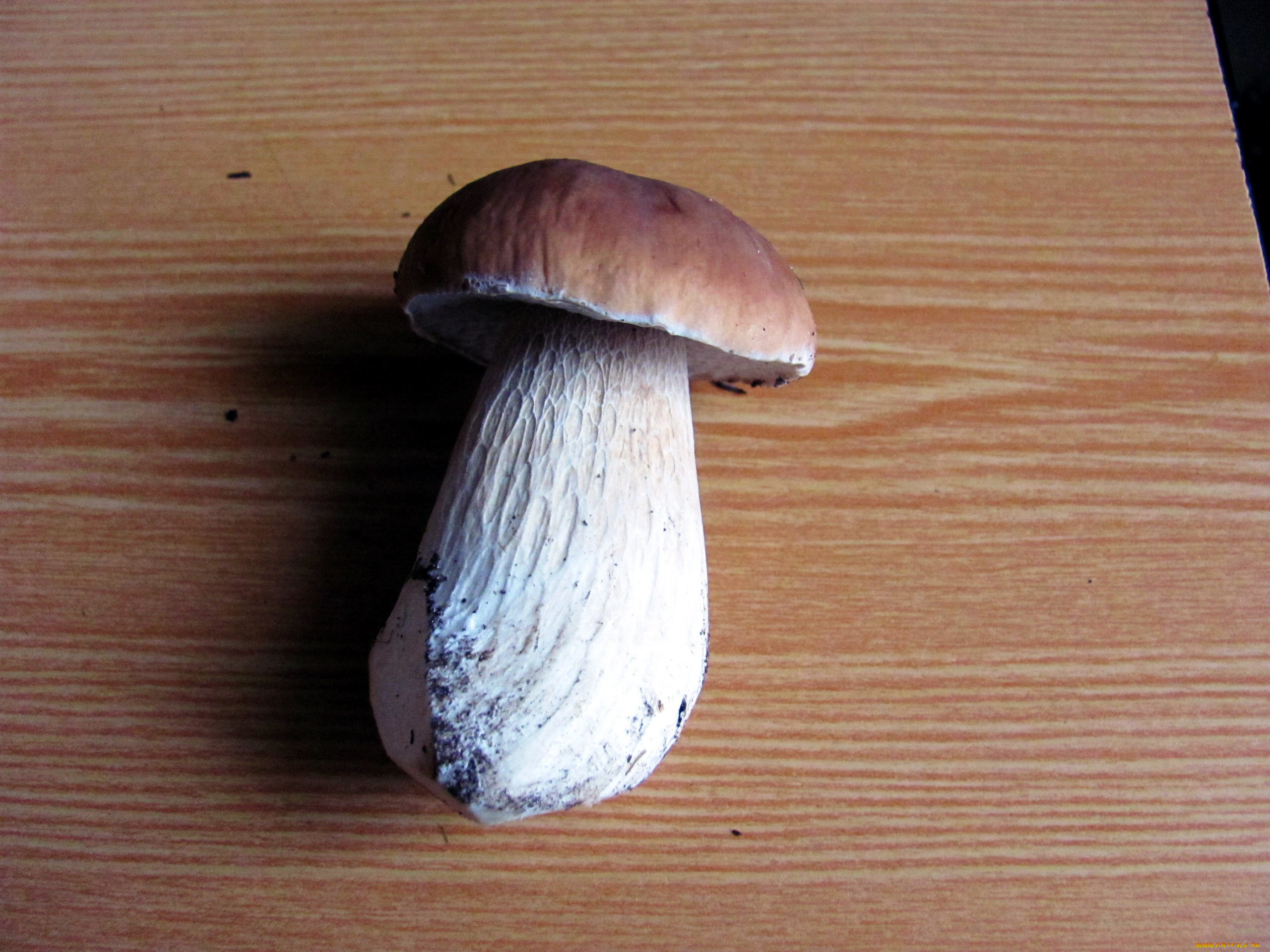 еда, грибы, , грибные, блюда, боровик