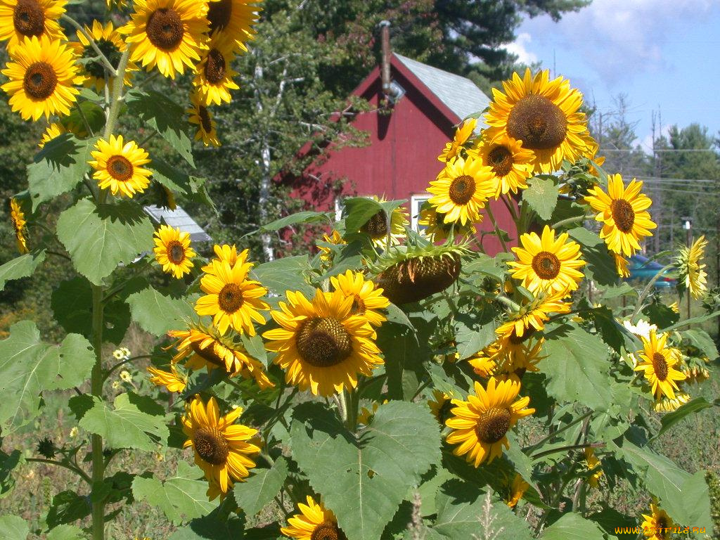 цветы, подсолнухи