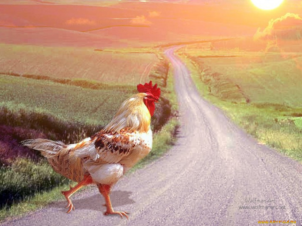 животные, куры, петухи