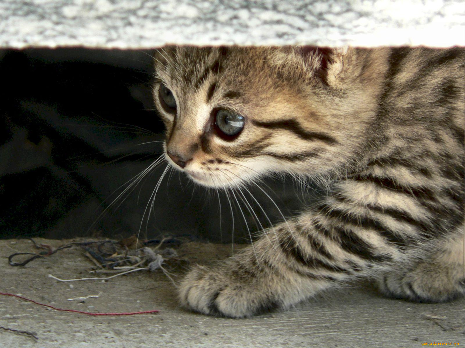 животные, коты