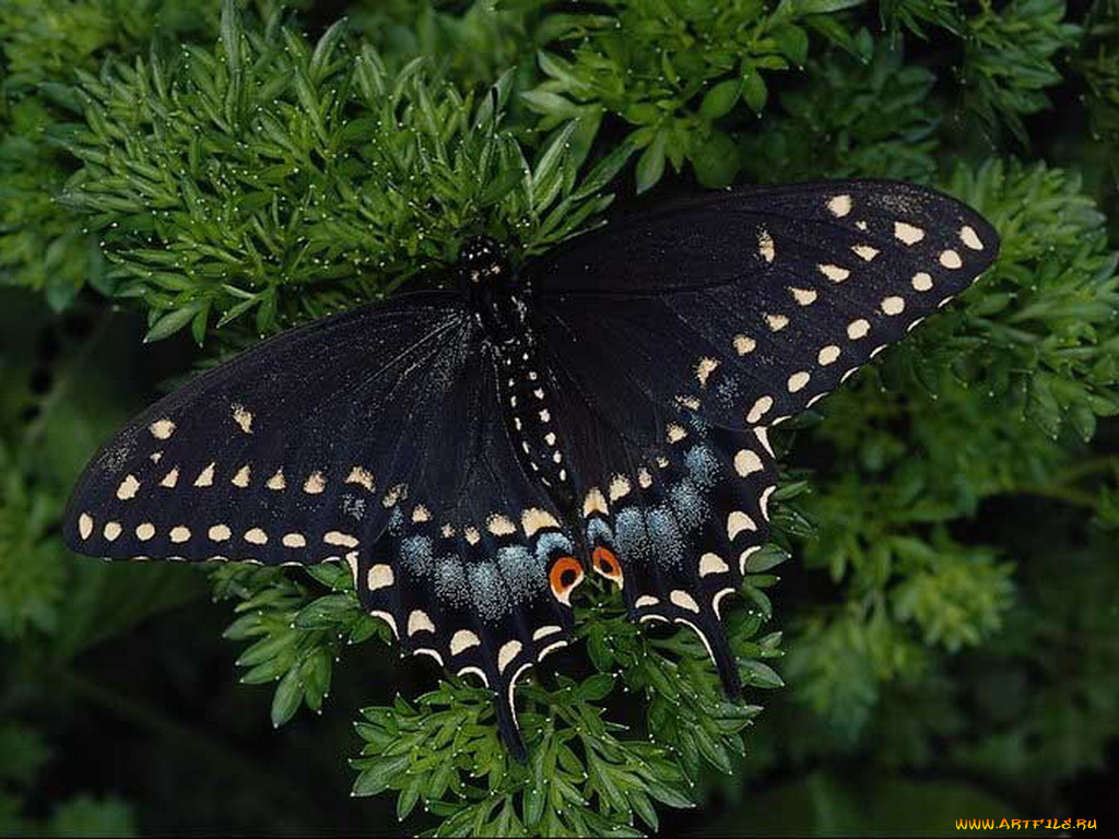 животные, бабочки