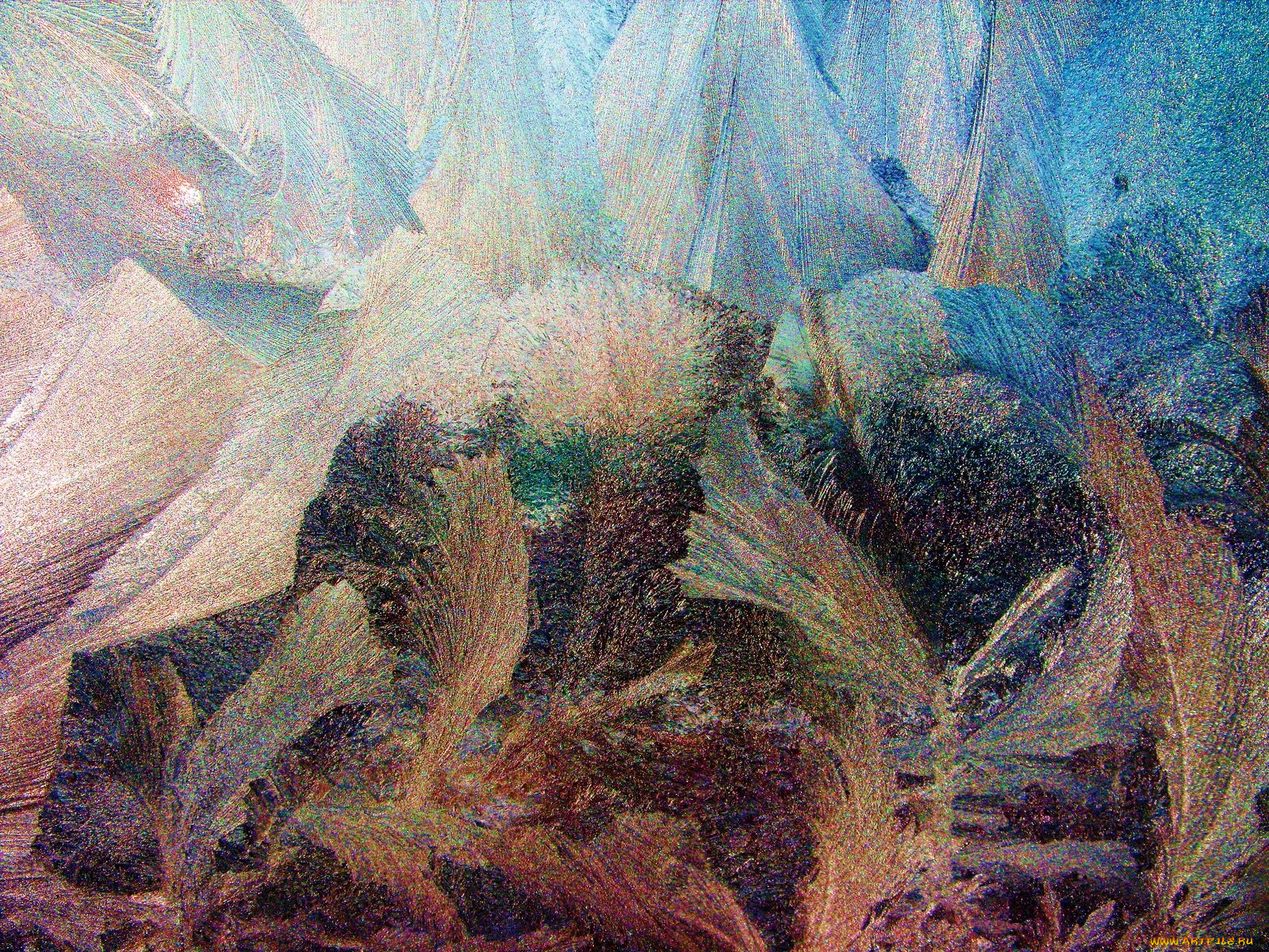 мороз, затейник, природа, макро