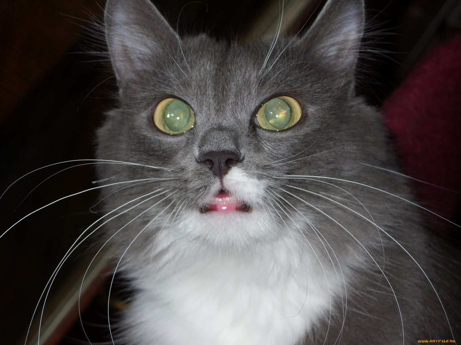 не, духе, животные, коты