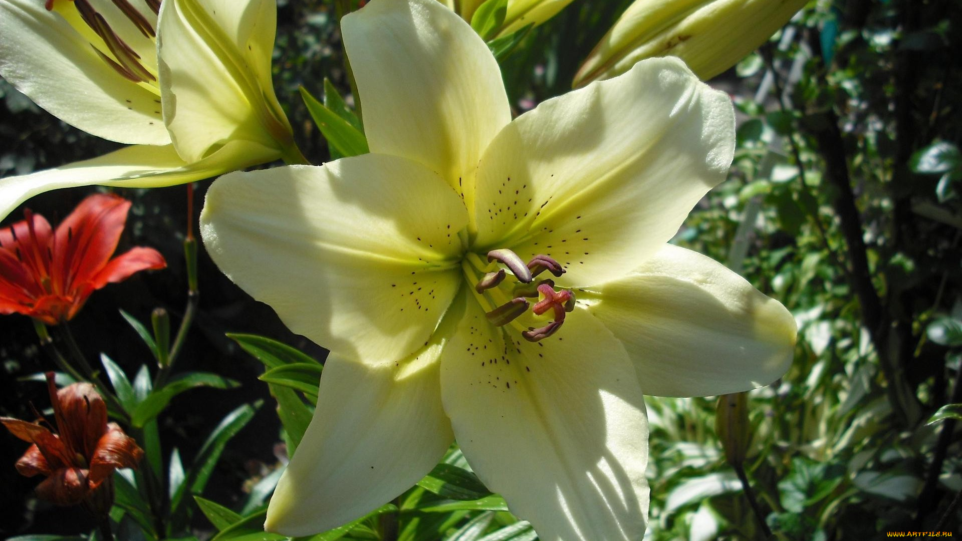 цветы, лилии, лилейники, белый