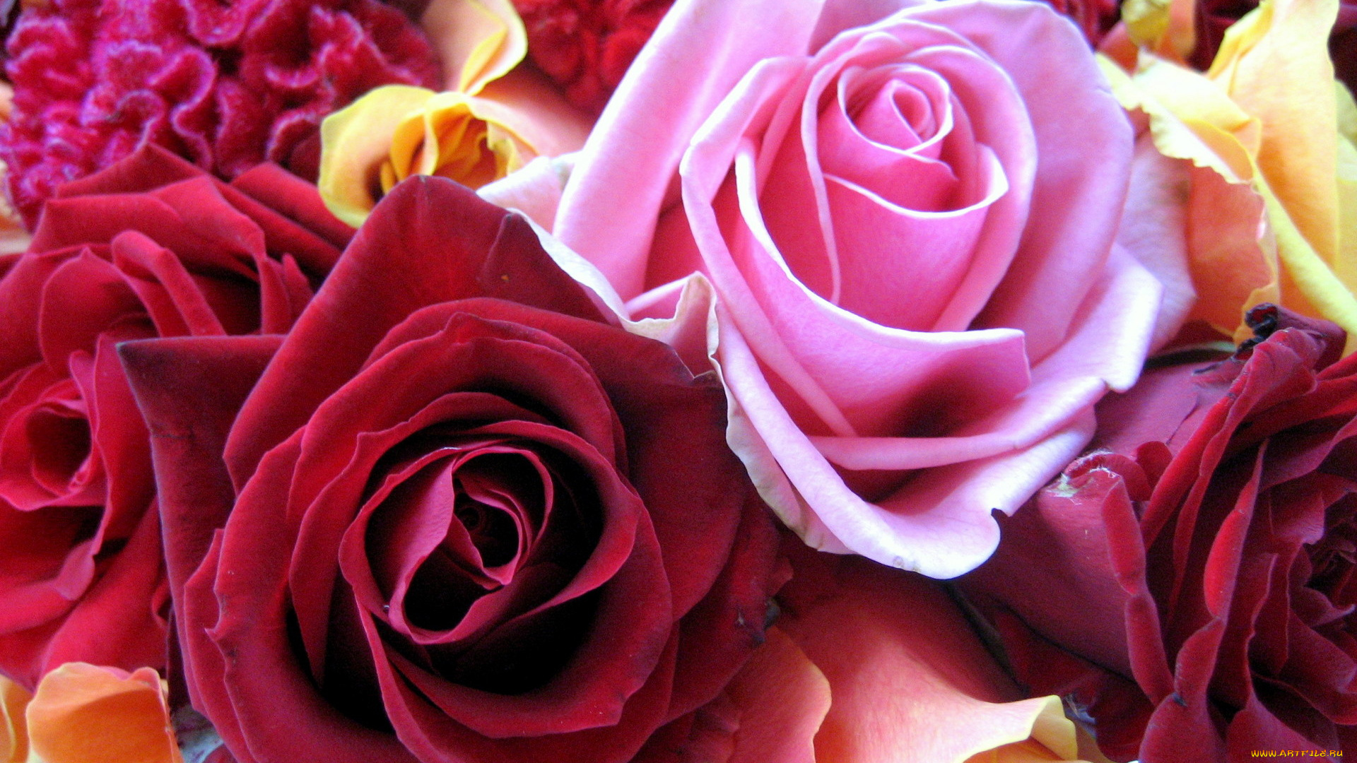 цветы, розы, боррдовый, розовый