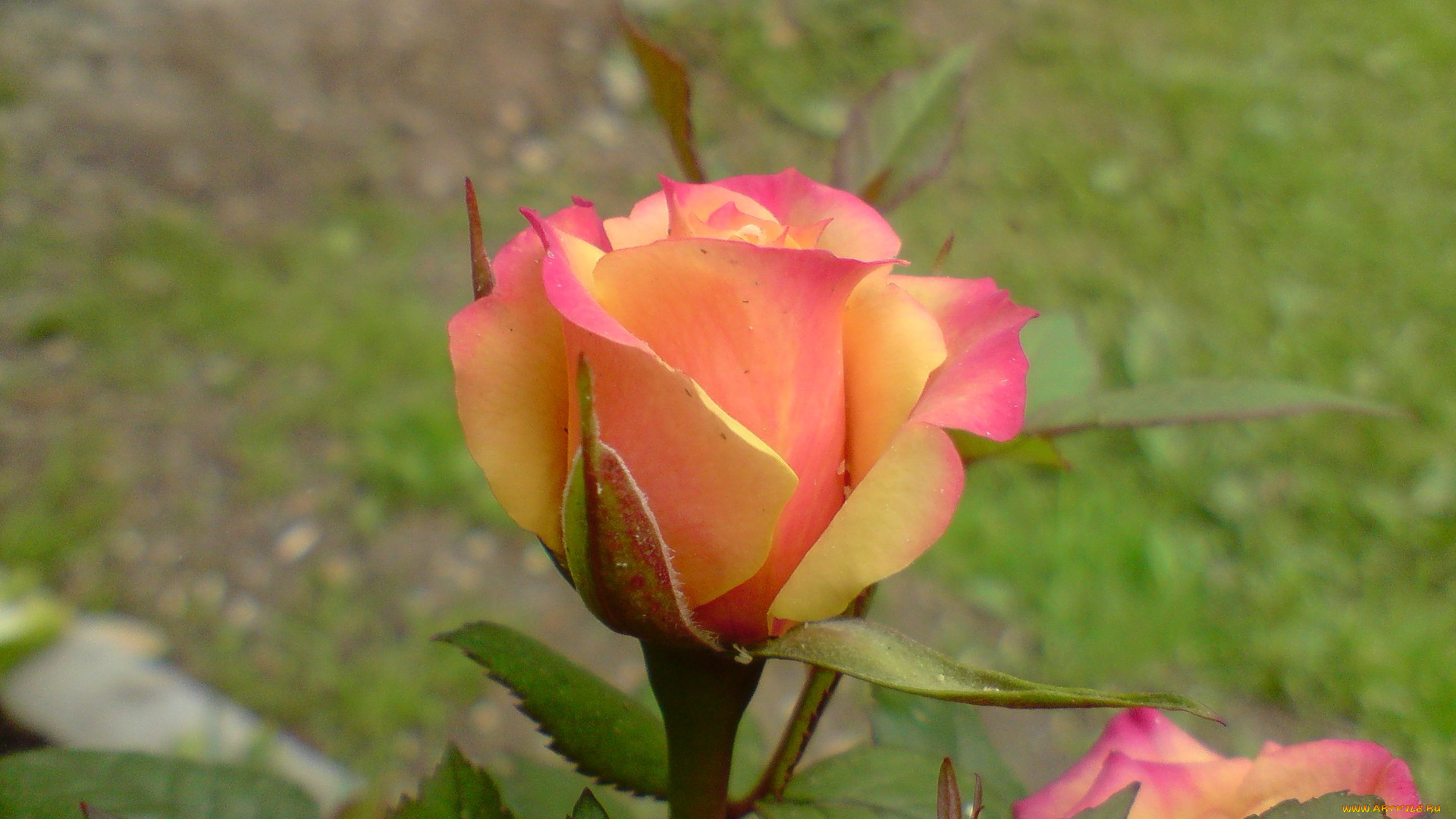 цветы, розы, двухцветный