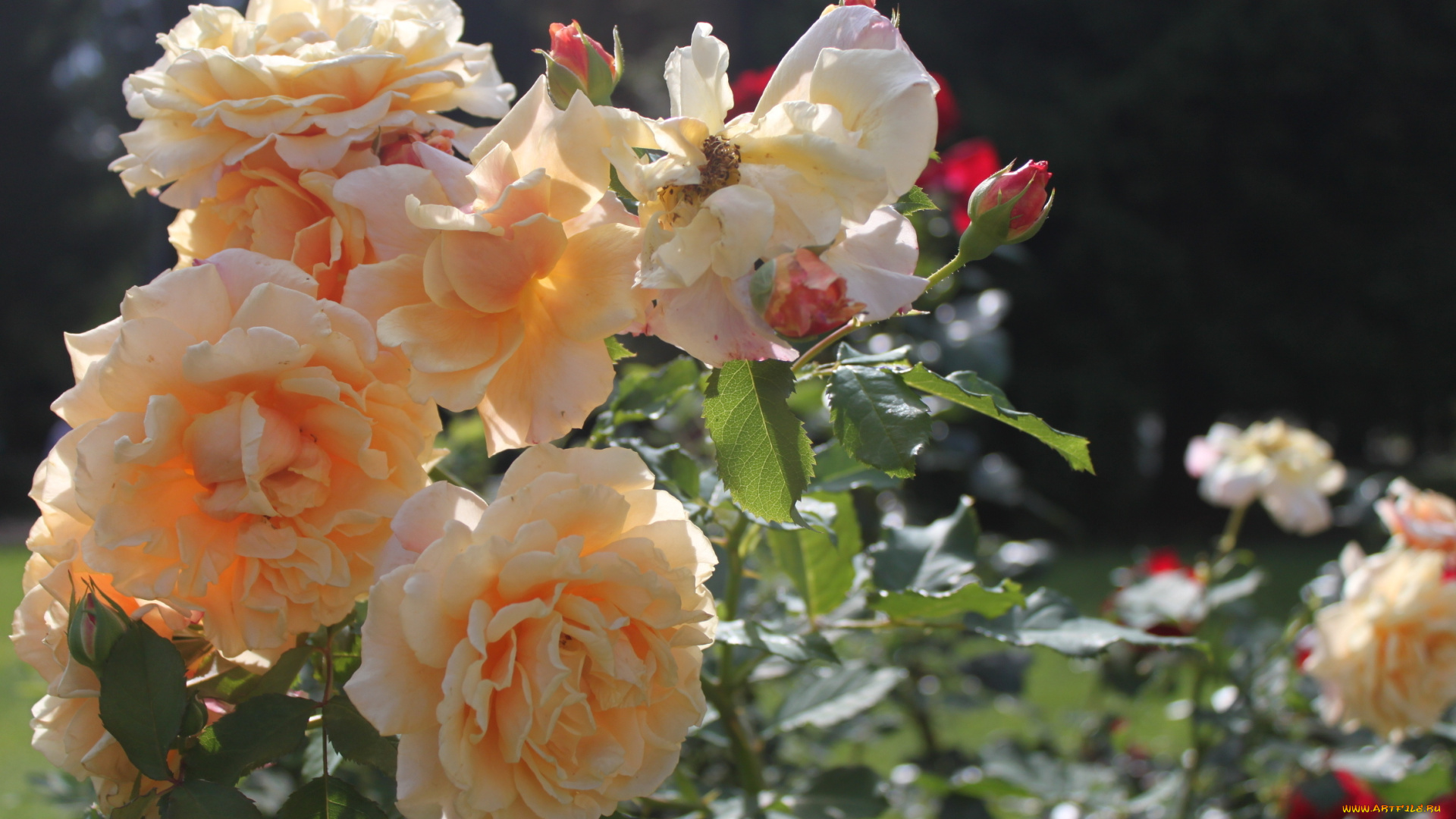 цветы, розы, листья, куст