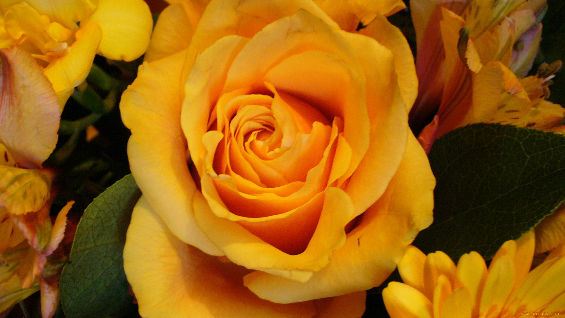 цветы, розы, оранжевый