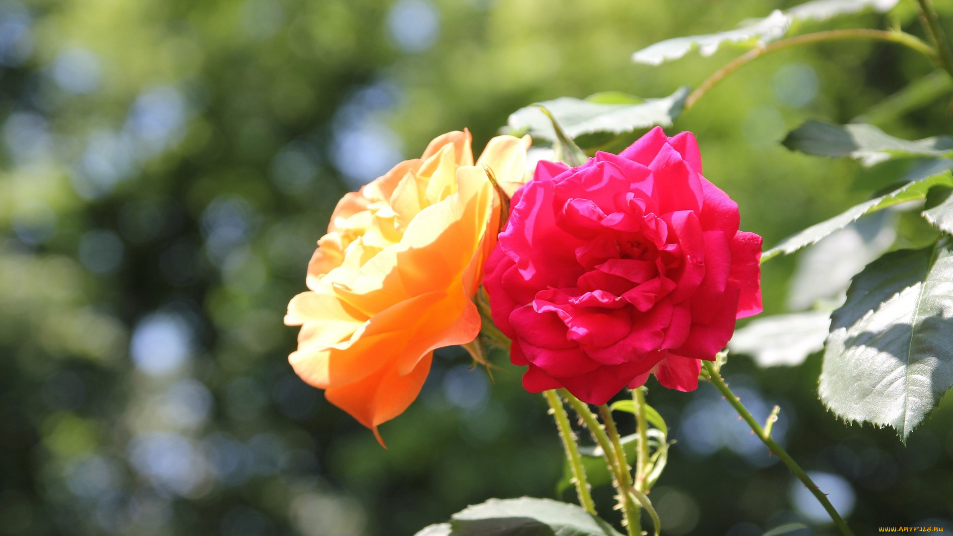 цветы, розы, розовый, желтый