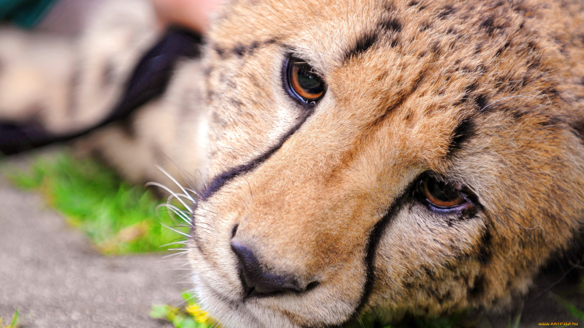 животные, гепарды, гепард, морда