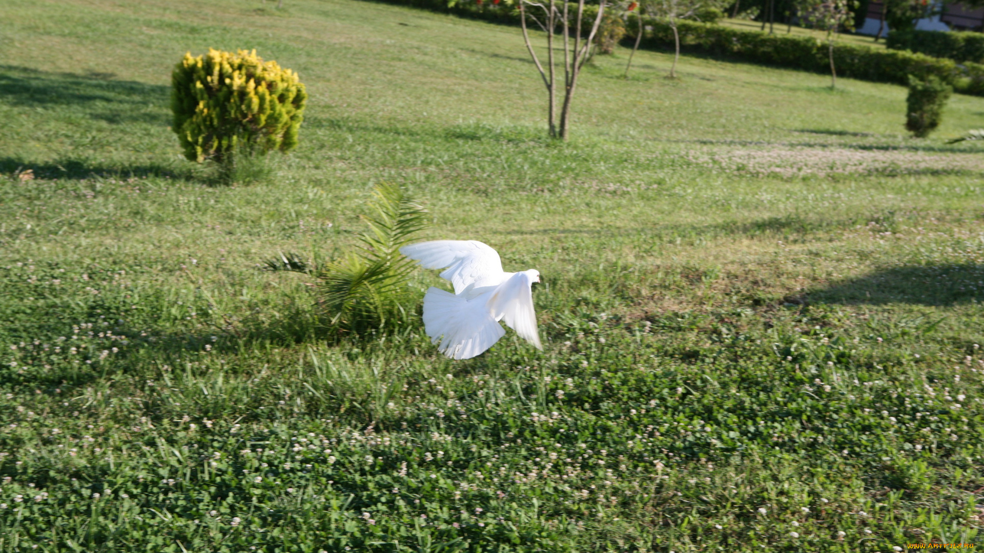 животные, голуби, полет