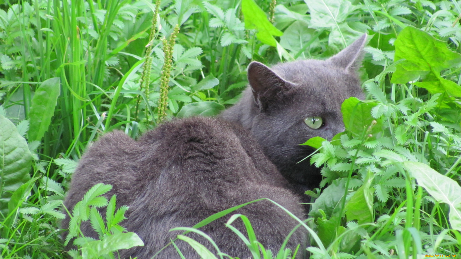 животные, коты, глаз, трава, кот