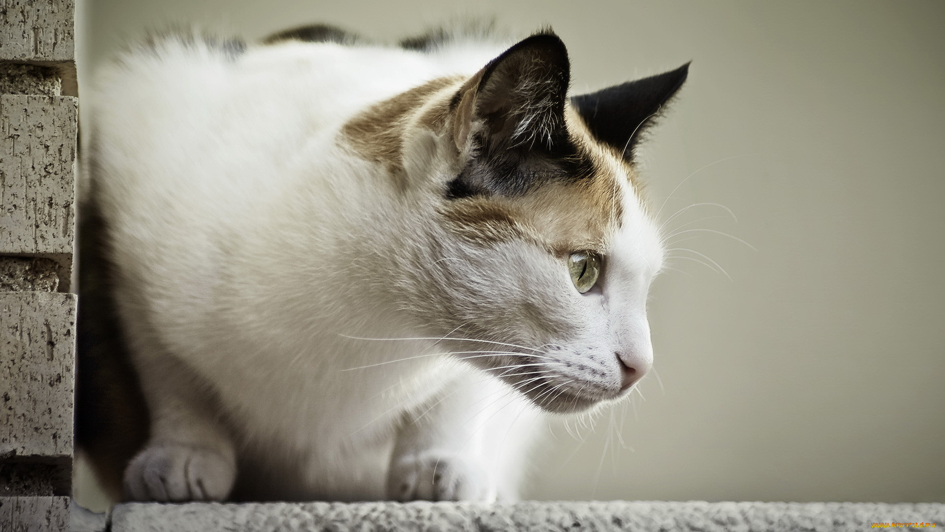 животные, коты, кот, кошка